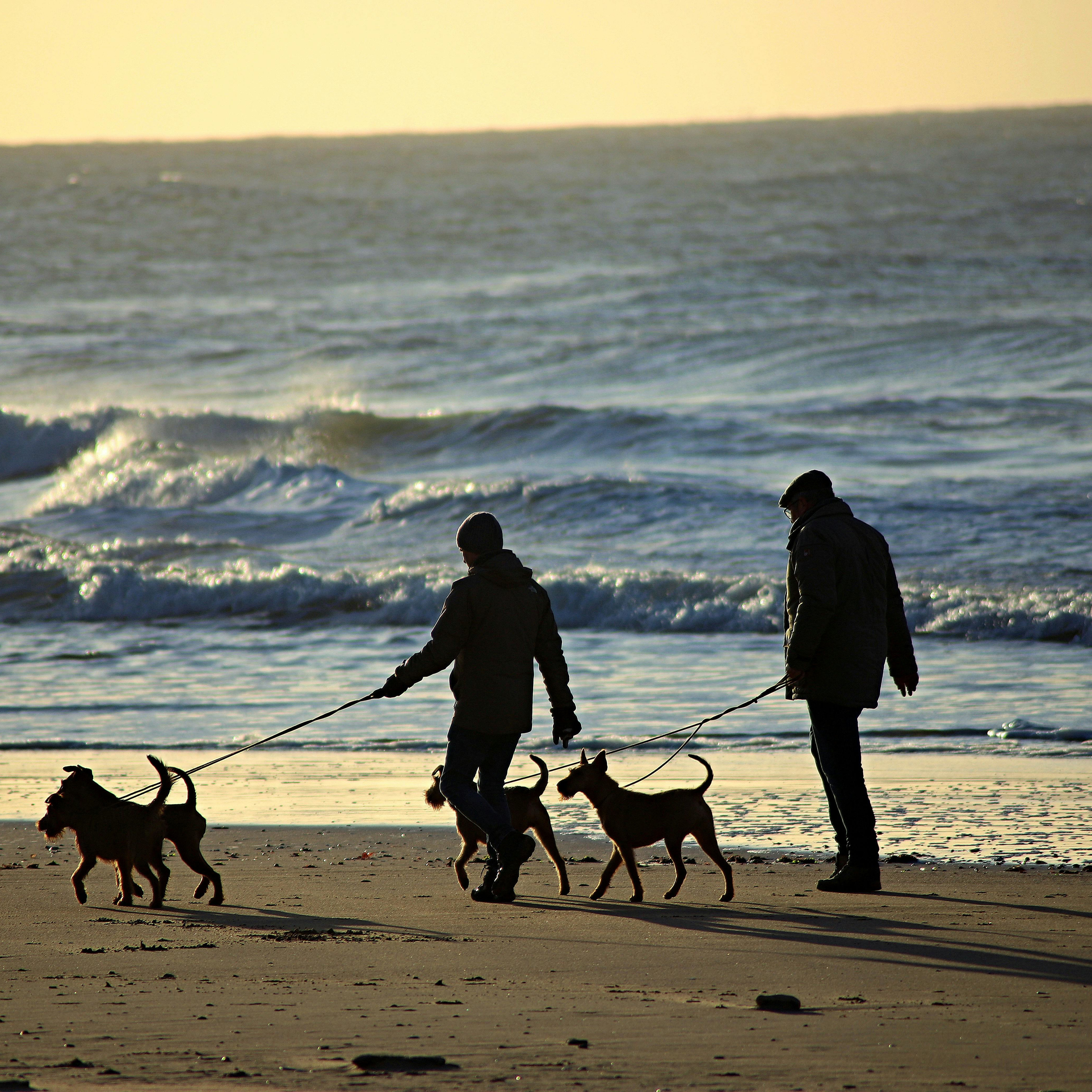 Image of a couple walking dogs near an ocean, not White Bear Lake